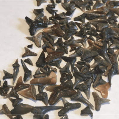 How to Find Shark Teeth and the Will of God